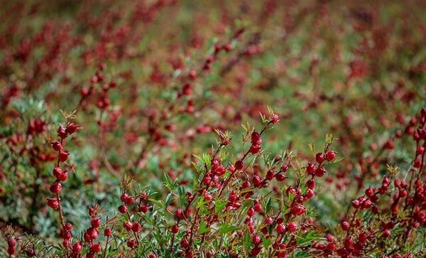 پیش‌بینی برداشت ۳۰۰ کیلوگرم چای ترش از مزارع خوسف