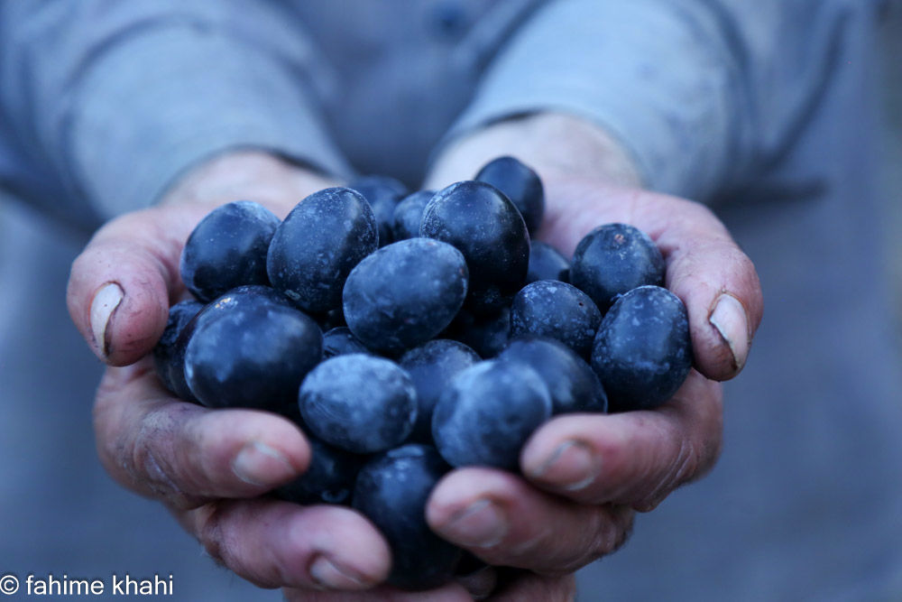 از لمس شاخه تا عصاره ی نور  