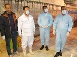 اجتناب از مصرف مرغ زنده  با توجه به مشاهده آنفلوآنزای فوق حاد پرندگان در دنیا 