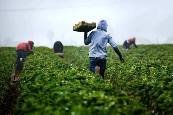 کاهش اشتغال بخش کشاورزی در کنار افزایش اشتغال کسب و کار 