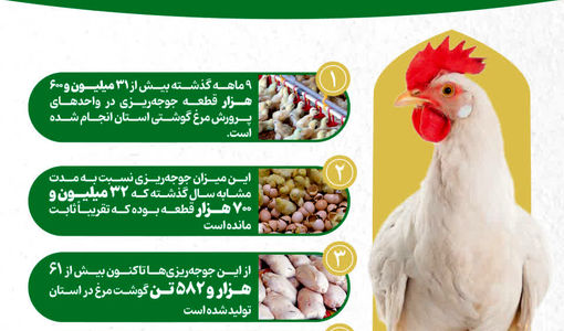اینفوگرافیک | تولید گوشت مرغ در قزوین و پیش بینی افزایش تا 100 هزار تن 
