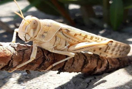 احتمال ورود ملخ صحرایی به استان خوزستان