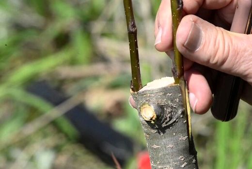 ارتقاء عملکرد تولید گردو 2.5 به 4.5 تن در هکتار در طرح سرشاخه کاری 