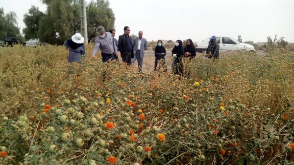 پیش‌بینی برداشت 375 تن دانه روغنی گلرنگ از مزارع استان کرمان در سال جاری