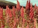 کشت آزمایشی گیاه کینوا برای اولین بار در شهرستان زرند