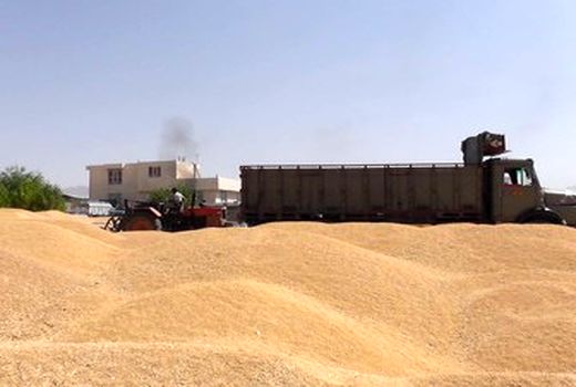 گندم  کالایی نیست که ناپدید شود