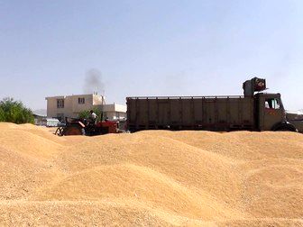 گندم  کالایی نیست که ناپدید شود
