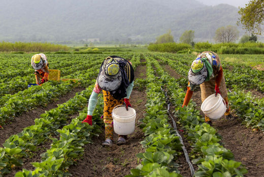 سهم ایران از کشاورزی ارگانیک کمتر از میانگین جهانی است