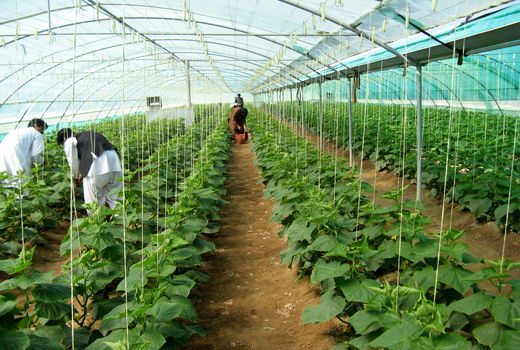 توسعه 600 هکتاری کشت های گلخانه ای در سیستان و بلوچستان