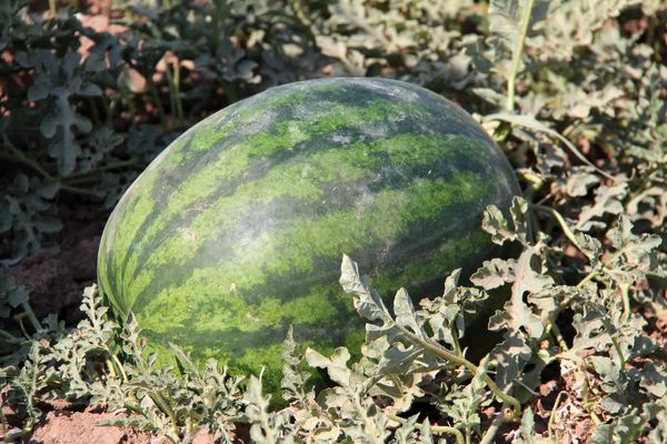 آغاز برداشت هندوانه دیم از مزارع شریفآباد شهرستان البرز