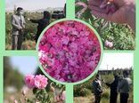 برداشت مزارع گل محمدی شهرستان ایلام آغاز گردید.