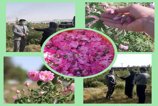 برداشت مزارع گل محمدی شهرستان ایلام آغاز گردید.