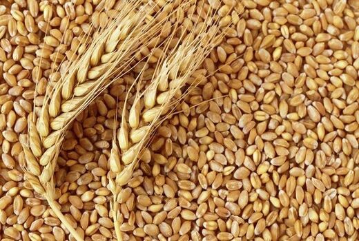 خرید بیش از ۲۷۵ هزار تن گندم در آذربایجان شرقی