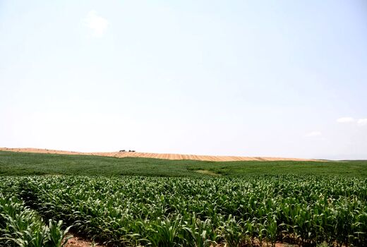 طرح جهش تولید در دیمزارها ۱/۵ میلیون تن محصول را افزایش داد/ رسیدن مصرف آب کشاورزی به زیر ۵۰ میلیارد مترمکعب