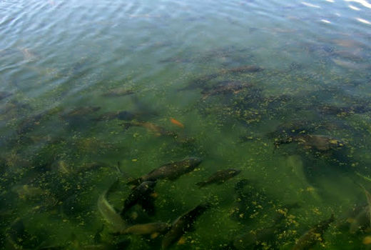 آغاز توزیع ماهی تیلاپیا در خراسان جنوبی