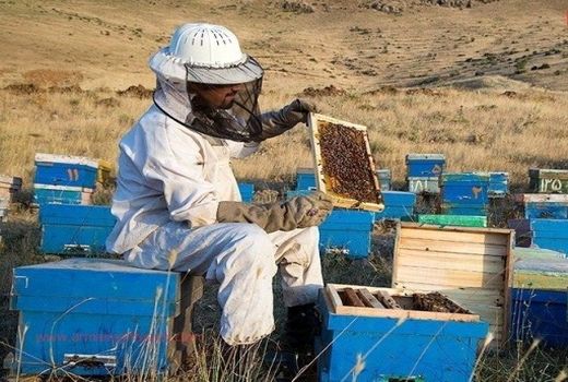 تمدید زمان سرشماری زنبورستان ها