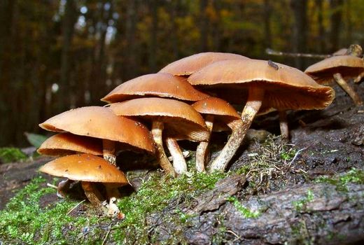 آذربایجان غربی 2000 تن قارچ غیر سمی روانه بازار می‌کند