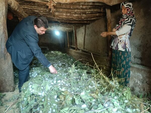توزیع ۱۳۵ جعبه تخم نوغان حمایتی در آذربایجان شرقی؛ پیش‌بینی تولید ۴.۵ تن پیله‌تر