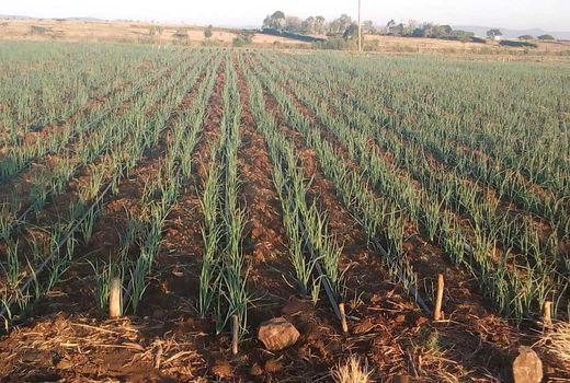  کشت پیاز در ۲۲۰ هکتار از مزارع قزوین/ پیش‌بینی برداشت۱۲۳۰۰ تن محصول