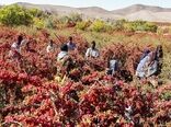 زرشک‌کاران ابرکوه وام با بازپرداخت ۶ ساله دریافت می‌کنند