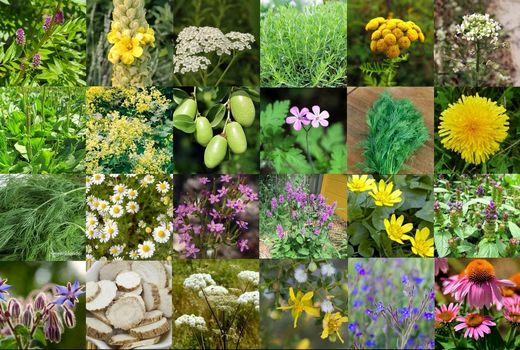 پایش و ممیزی انرژی در مراحل تولید و فرآوری گیاهان دارویی/مدیریت ناترازی انرژی 