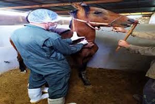 صنعت پرورش اسب شهرستان شهربابک در مسیر توسعه