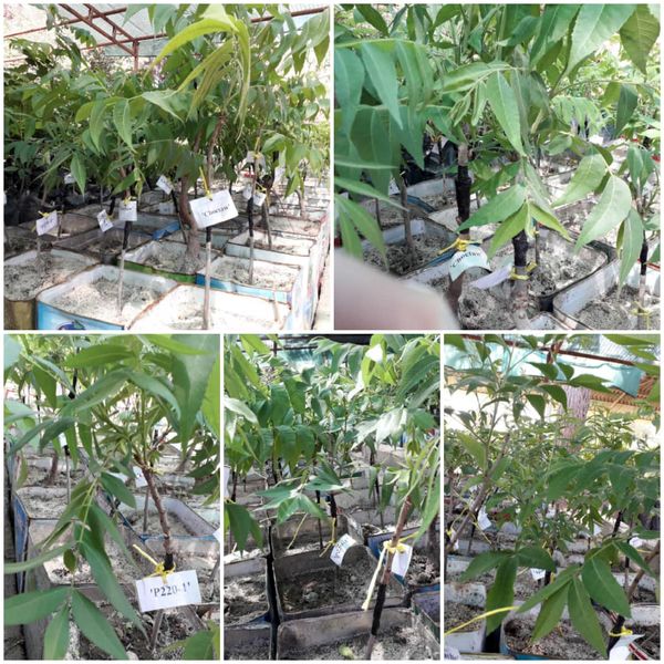 خوزستان در مسیر توسعه گردوی گرمسیری