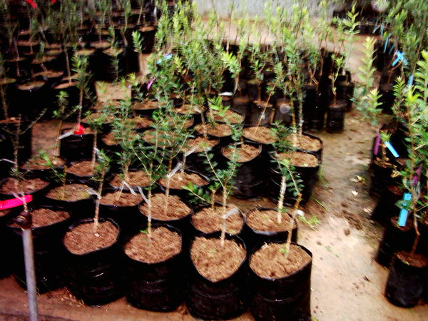 12 نهالستان در شهرستان البرز فعالیت دارند