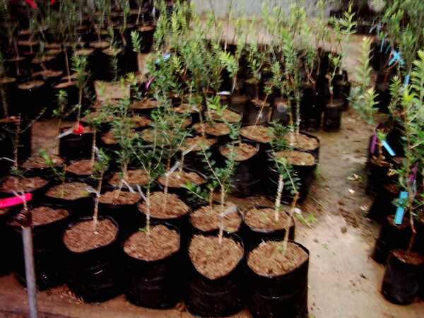 12 نهالستان در شهرستان البرز فعالیت دارند