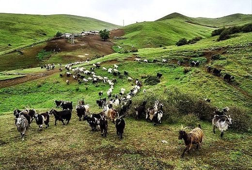 جایگاه درخشان دامپروری ماسال در گیلان
