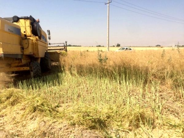 برداشت کلزا در مرودشت آغاز شد