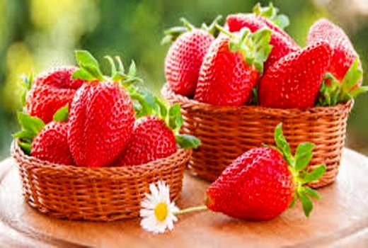 سه هزار و ۴۰۰ هکتار از اراضی کردستان، زیر کشت توت فرنگی