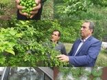 آغاز برداشت نوبرانه گوجه سبز در شهرستان سرپلذهاب