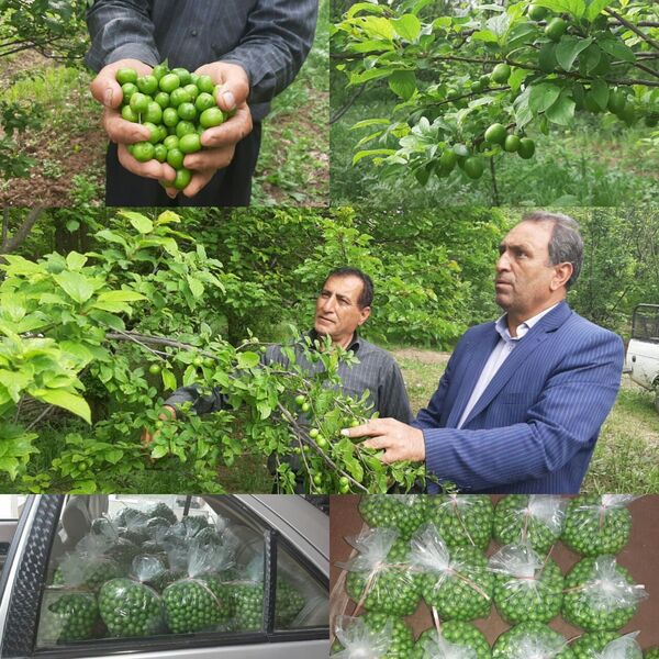 آغاز برداشت نوبرانه گوجه سبز در شهرستان سرپلذهاب