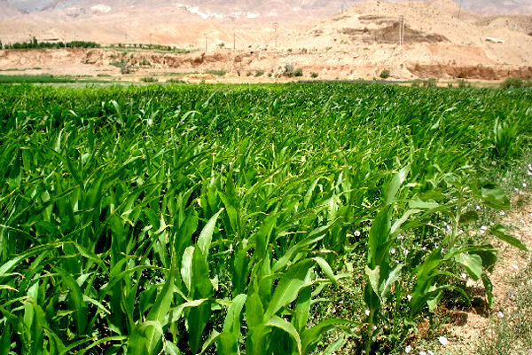 افزایش ۵۰ درصدی کشت گیاهان علوفه‌ای کم آب بر در آذربایجان غربی 
