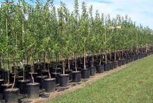 تولید یک میلیون و ۶۰۰ هزار اصله نهال در خراسان شمالی