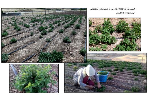 سایت الگویی گیاهان دارویی در شهرستان ملکشاهی ایجاد شد