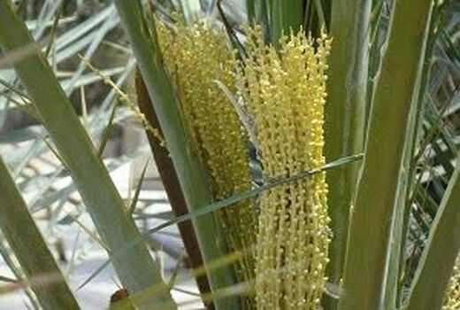 آغاز گرده افشانی نخیلات در هندیجان