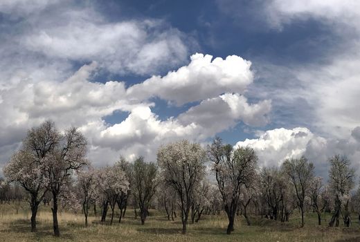 تغییر الگوی کشت از زراعت به باغبانی