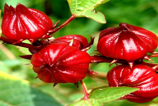 پیش‌بینی برداشت 80 تن چای ترش در خوزستان