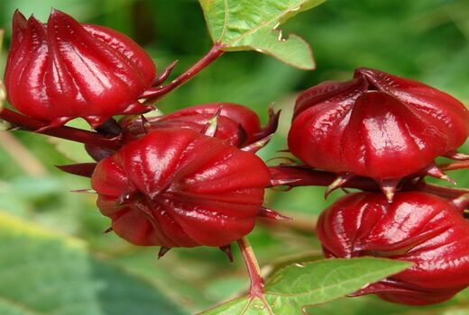 پیش‌بینی برداشت 80 تن چای ترش در خوزستان