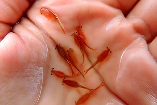 اولین مزرعه پرورش آرتمیا در آذربایجان شرقی به بهره برداری می‌رسد