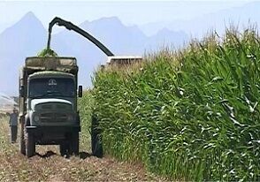 برداشت ذرت علوفه ای در بیضا