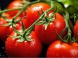 صادرات گوجه فرنگی ممنوع شد