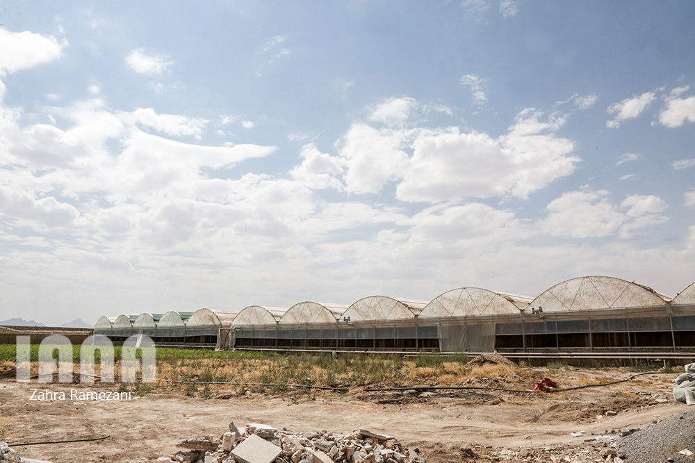 گلخانه شهاب گل خمین 