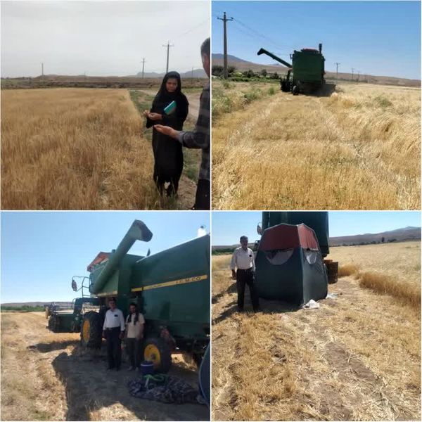 آغاز برداشت جو دیم از مزارع شهرستان مراغه