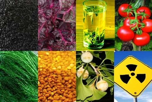 کاربرد انرژی هسته‌ای در کشاورزی/ پرتودهی جایگزین سموم دفع آفات نباتی می‌شود