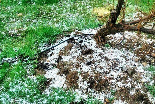 خسارت ۴۰ میلیارد ریالی سرما و تگرگ به محصولات باغی و زراعی در شهرستان مراغه