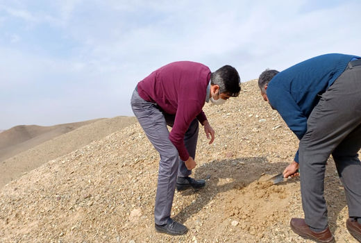 بازدید کارشناسان آفات عمومی از کانون های ملخ بومی در شهرستان رباط کریم