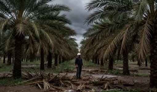تگرگ و باران؛ تهدیدی جدی برای پایداری تولید خرما